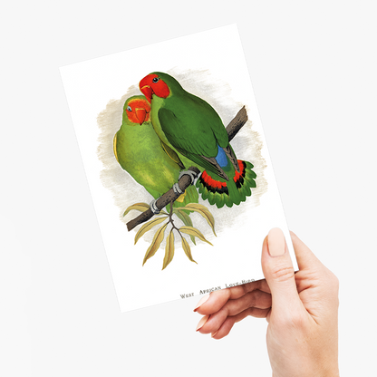 West African Love-Bird - Wenskaart