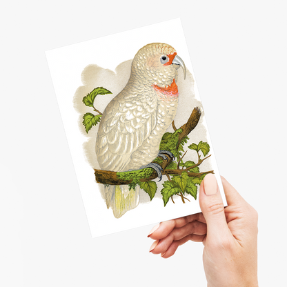 Slender-Billed Cockatoo - Wenskaart