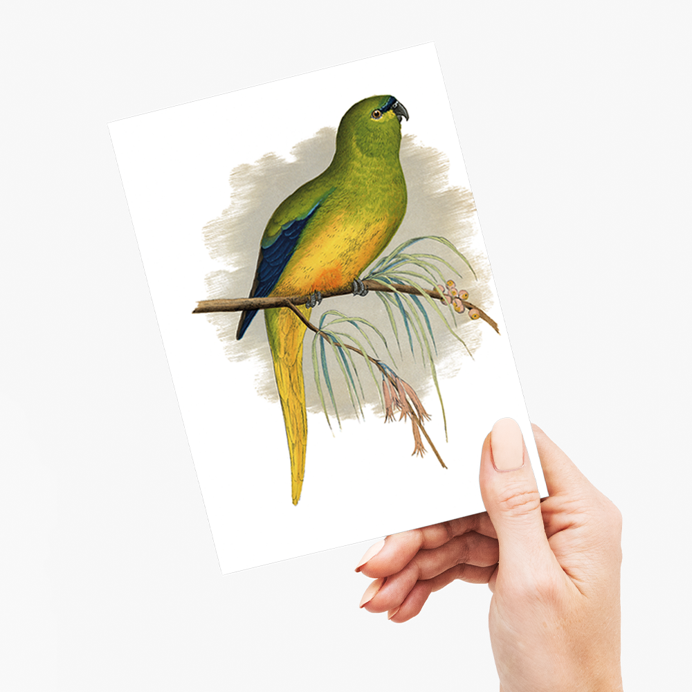 Elegant Parrakeet - Wenskaart