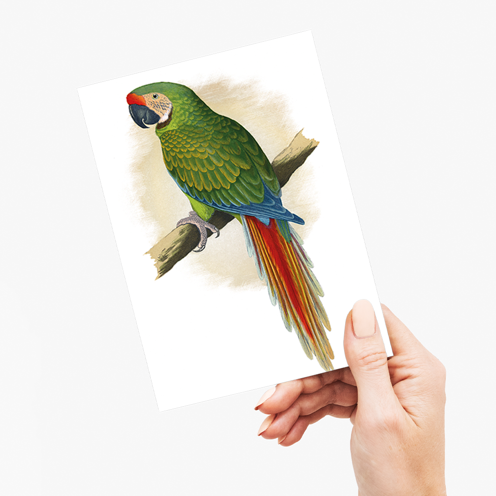 Military Macaw - Wenskaart