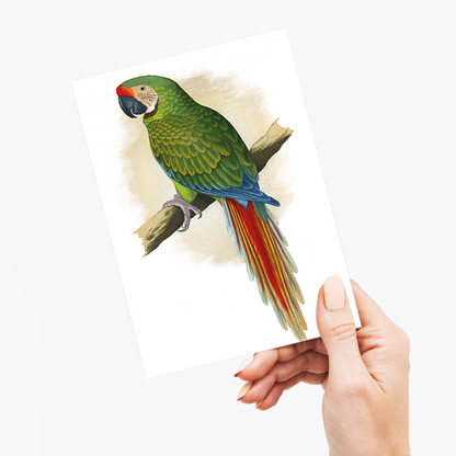 Military Macaw - Wenskaart