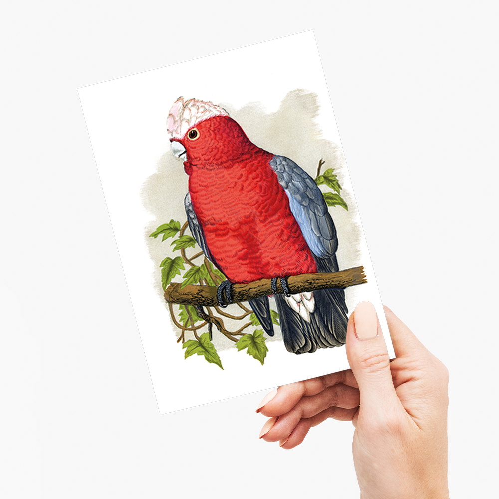 Rose-Breasted Cockatoo - Wenskaart