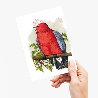 Rose-Breasted Cockatoo - Wenskaart
