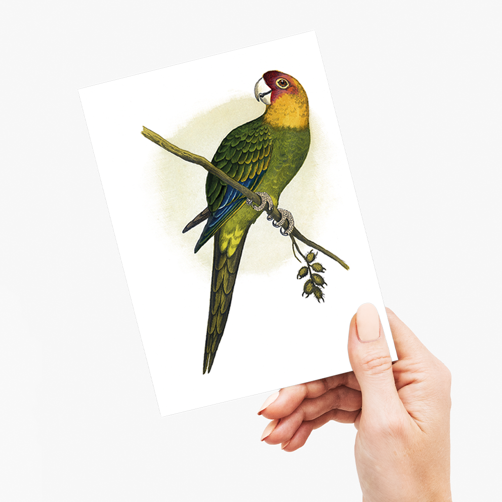 Carolina Parrot - Wenskaart