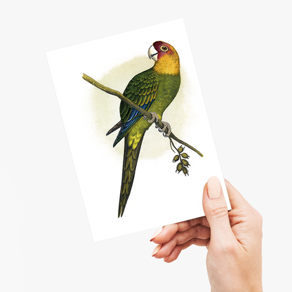 Carolina Parrot - Wenskaart