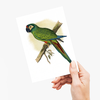 llliger's Macaw - Wenskaart