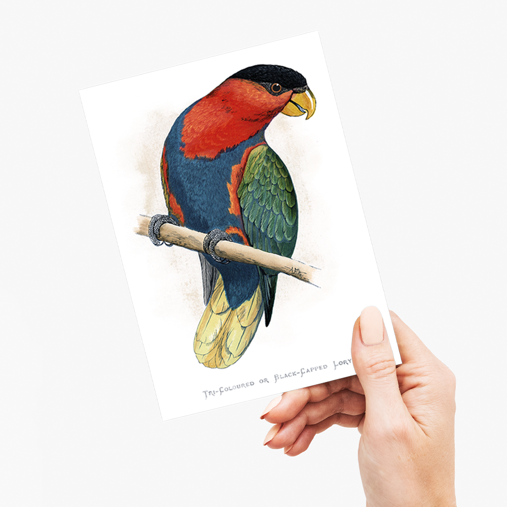 Tri-Coloured or Black-Capped Lory  - Wenskaart