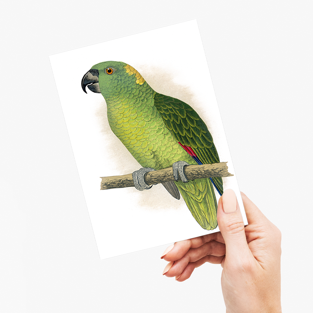 Yellow-Naped Amazon - Wenskaart