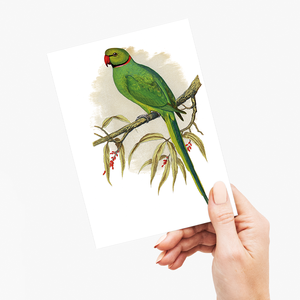 Ring-Necked or Bengal Parakeet  - Wenskaart