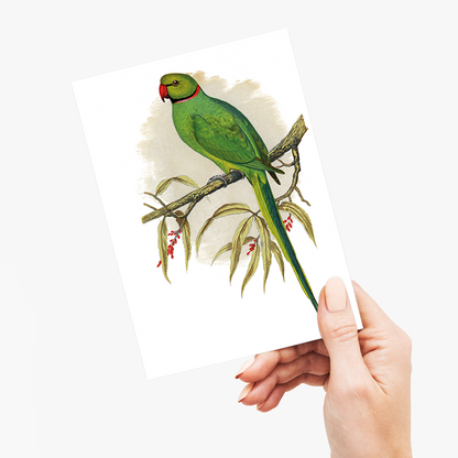 Ring-Necked or Bengal Parakeet  - Wenskaart