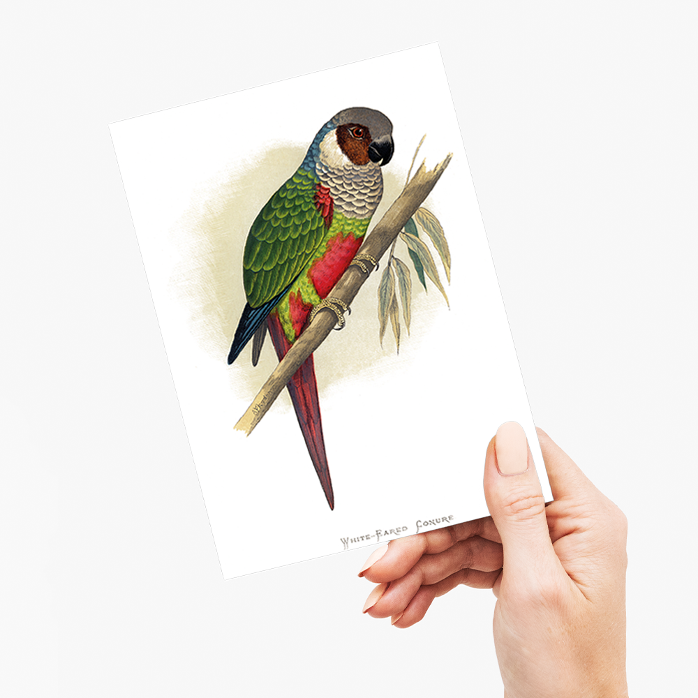 White-Eared Conure - Wenskaart