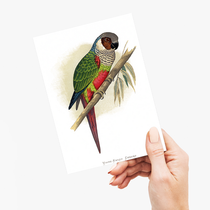 White-Eared Conure - Wenskaart