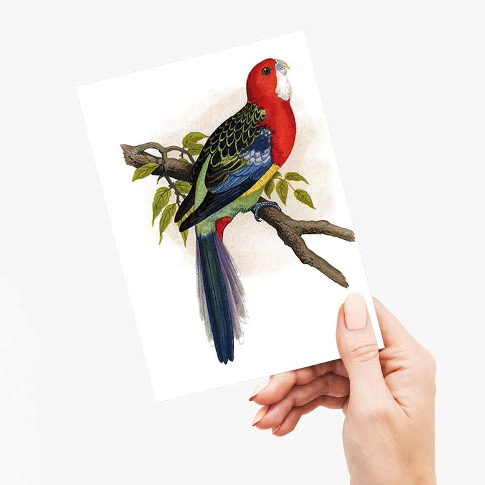 Rose-Hill or Rosella Parrakeet  - Wenskaart