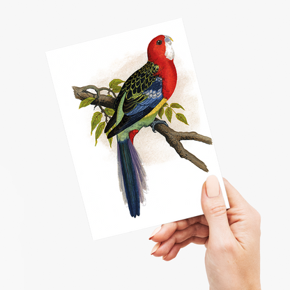 Rose-Hill or Rosella Parrakeet  - Wenskaart