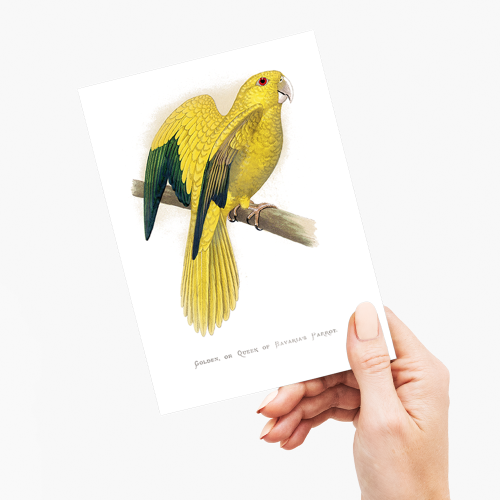 Golden or Queen Bavaria's Parrot  - Wenskaart