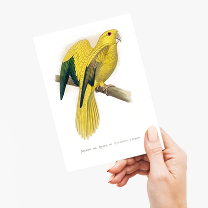 Golden or Queen Bavaria's Parrot  - Wenskaart