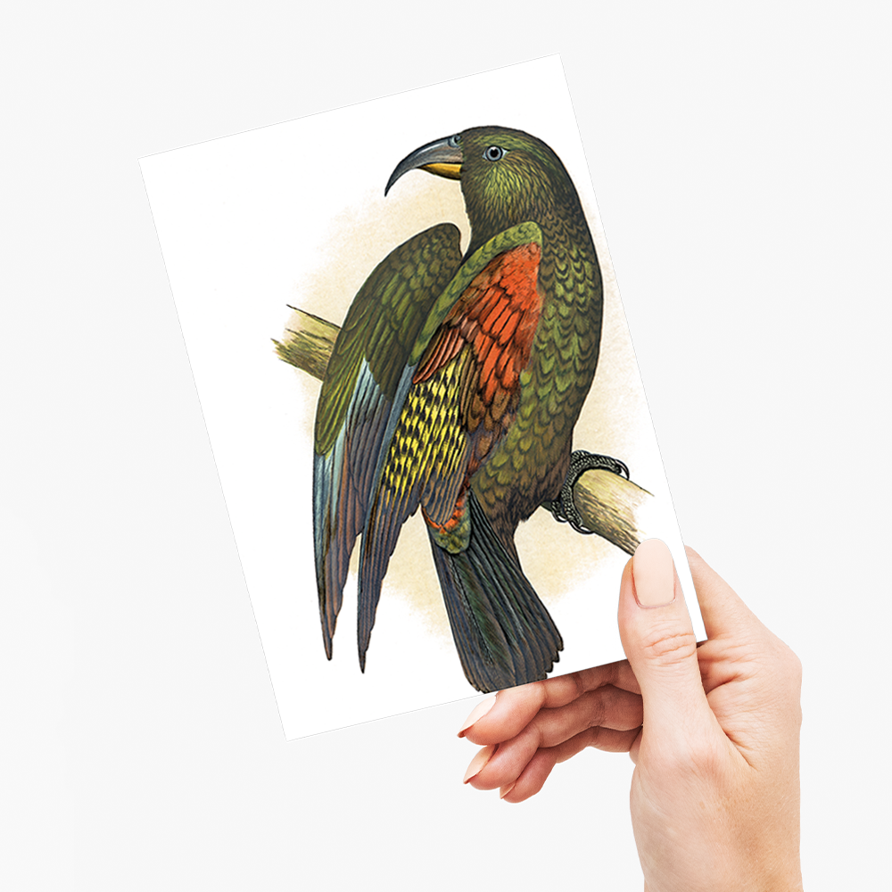 Mountain Parrot - Wenskaart