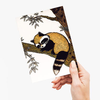 Racoon sleeping in a tree - Greeting Card