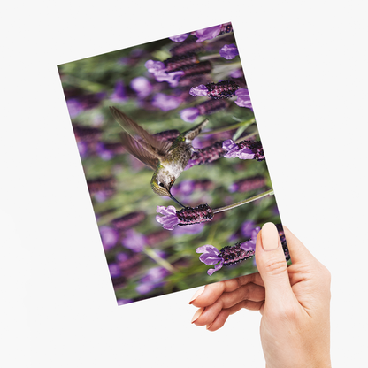 hummingbird feeding on lavender flowers - Greeting Card