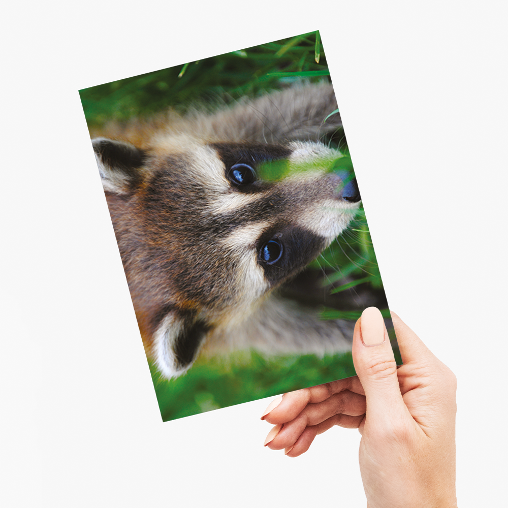 A close-up of a raccoon  - Greeting Card