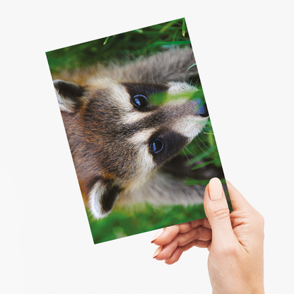 A close-up of a raccoon  - Greeting Card