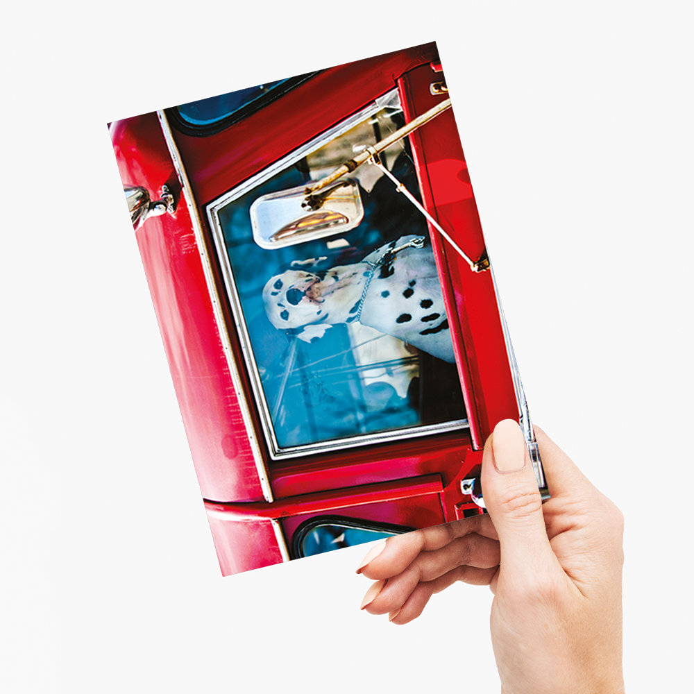 Dalmatian sitting in red car - Greeting Card