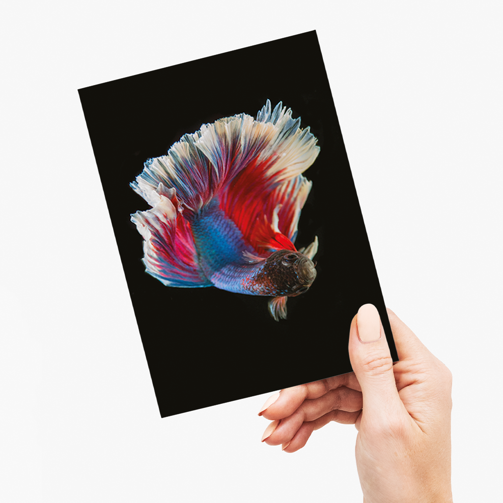 betta fish - Greeting Card