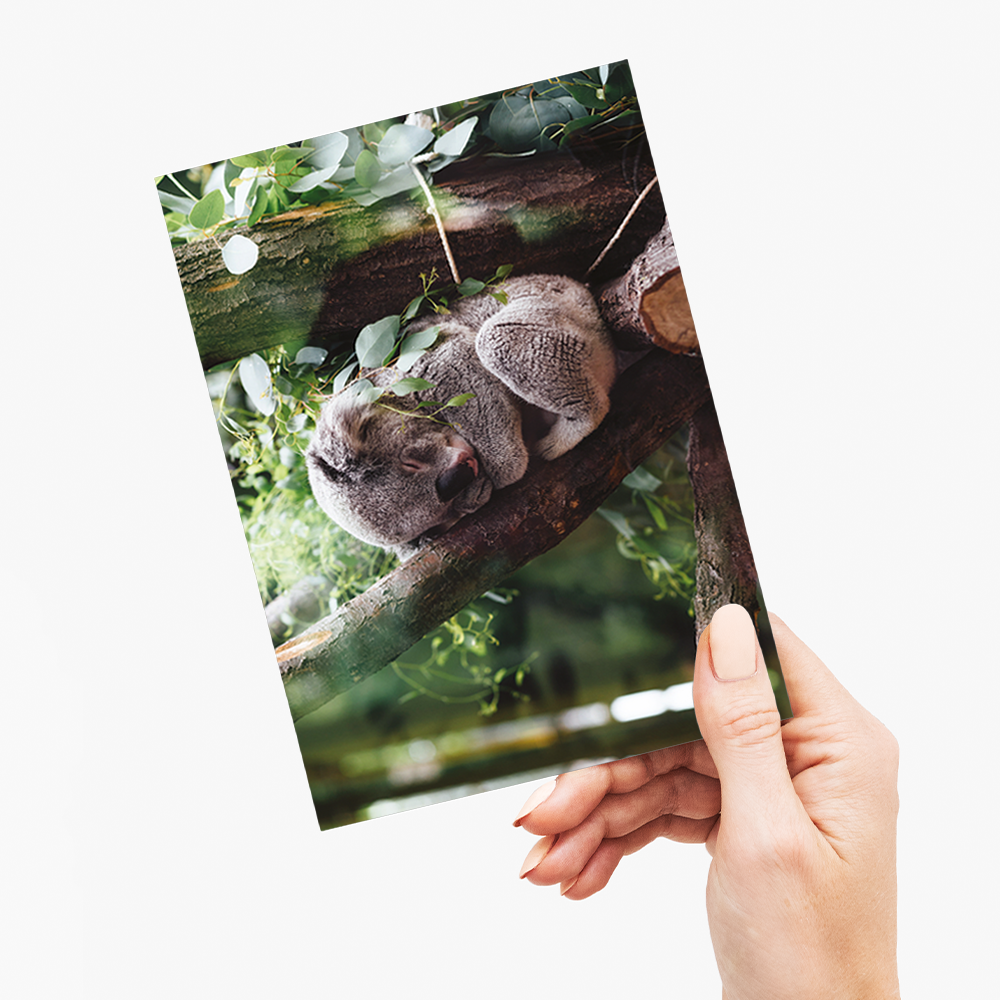 Koala sleeping on a tree branch - Greeting Card