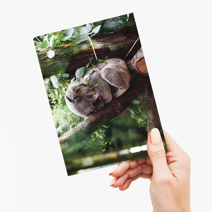Koala sleeping on a tree branch - Greeting Card