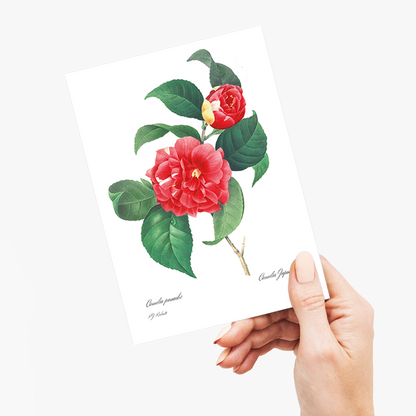 Japanese Camellia By Pierre-Joseph Redouté - Wenskaart