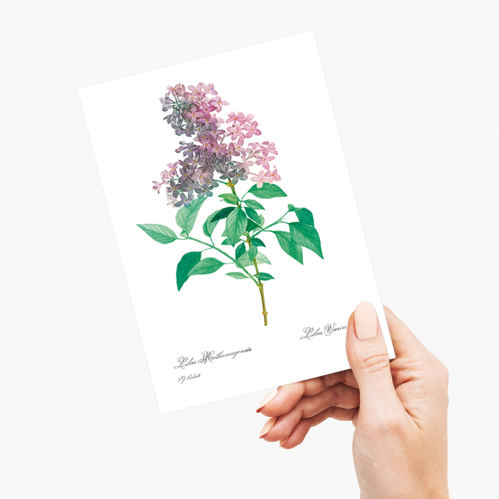 Persian lilac  By Pierre-Joseph Redouté - Wenskaart