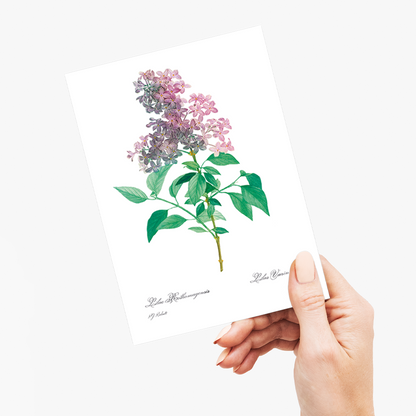 Persian lilac  By Pierre-Joseph Redouté - Wenskaart