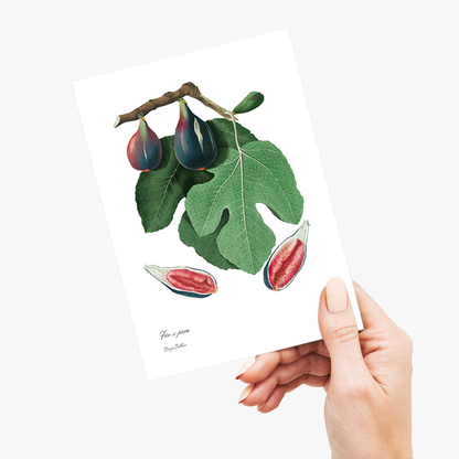 Fig By Giorgio Gallesio - Wenskaart