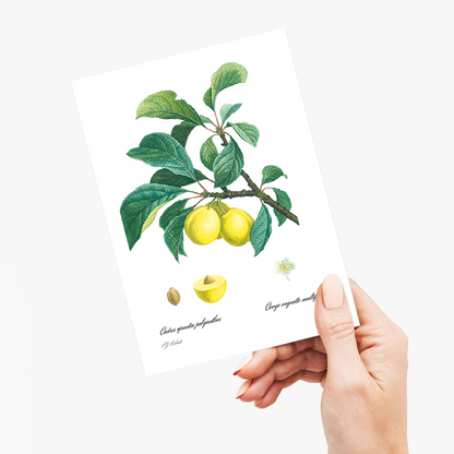Plum By Pierre-Joseph Redouté - Wenskaart