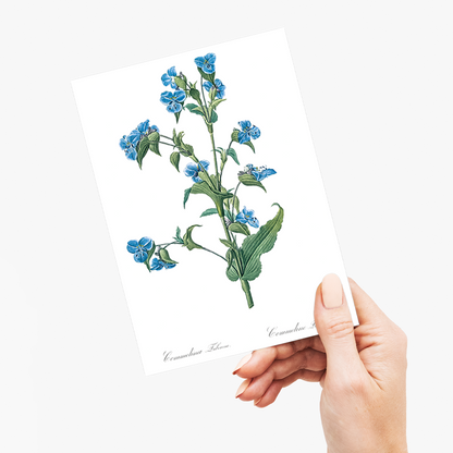 Commelina tuberosa By Pierre-Joseph Redouté - Wenskaart