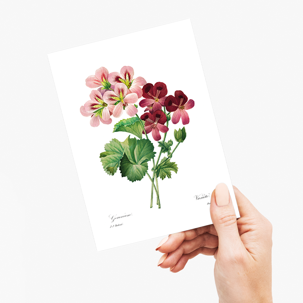 Geranium By Pierre-Joseph Redouté - Wenskaart