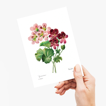 Geranium By Pierre-Joseph Redouté - Wenskaart
