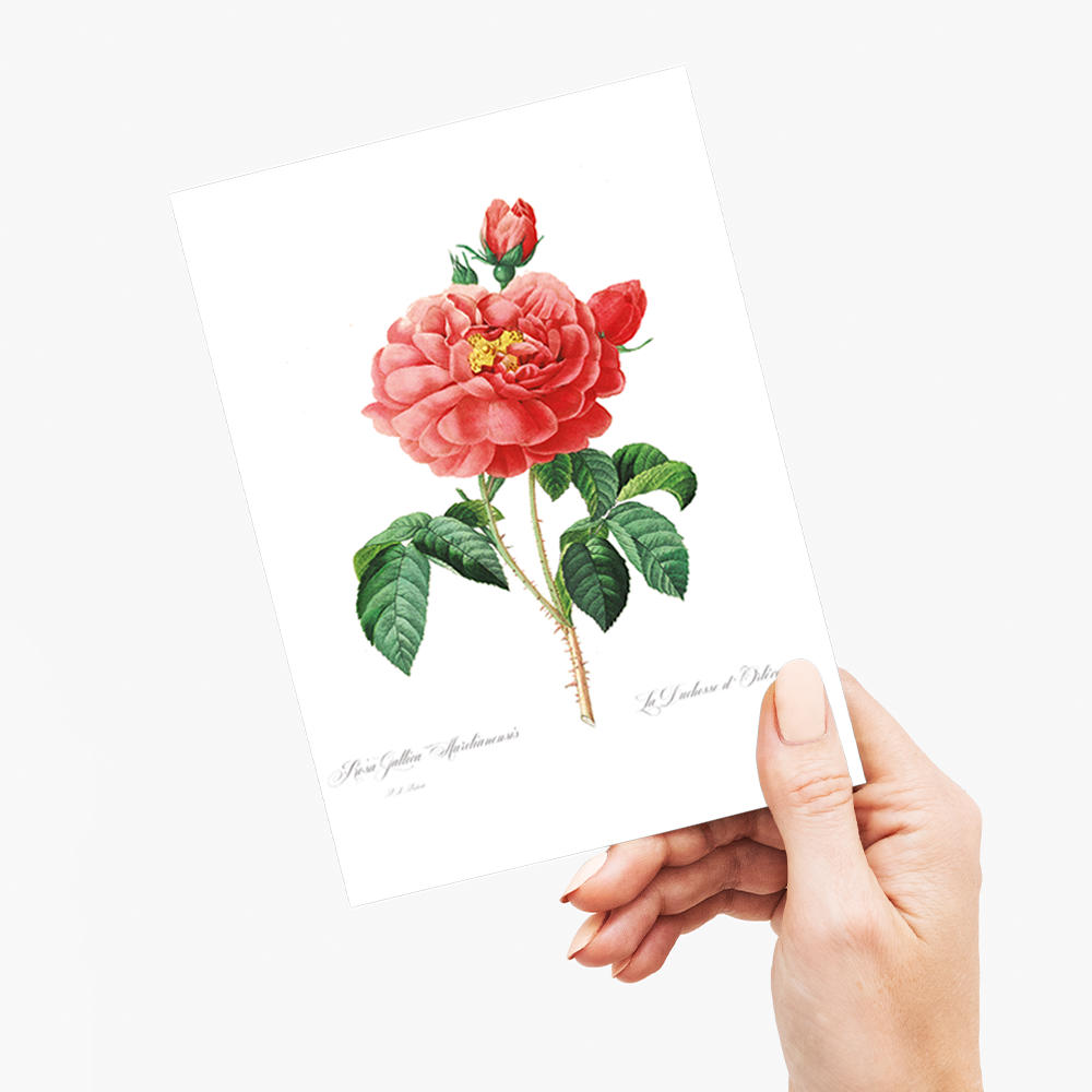 Pink rose By Pierre-Joseph Redouté - Wenskaart