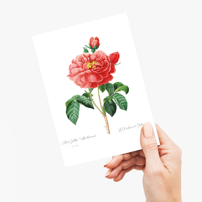 Pink rose By Pierre-Joseph Redouté - Wenskaart