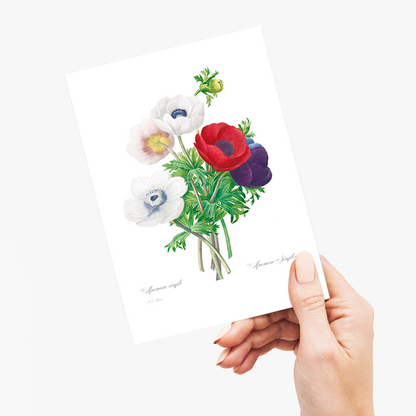Anemone coronaria By Pierre-Joseph Redouté - Wenskaart