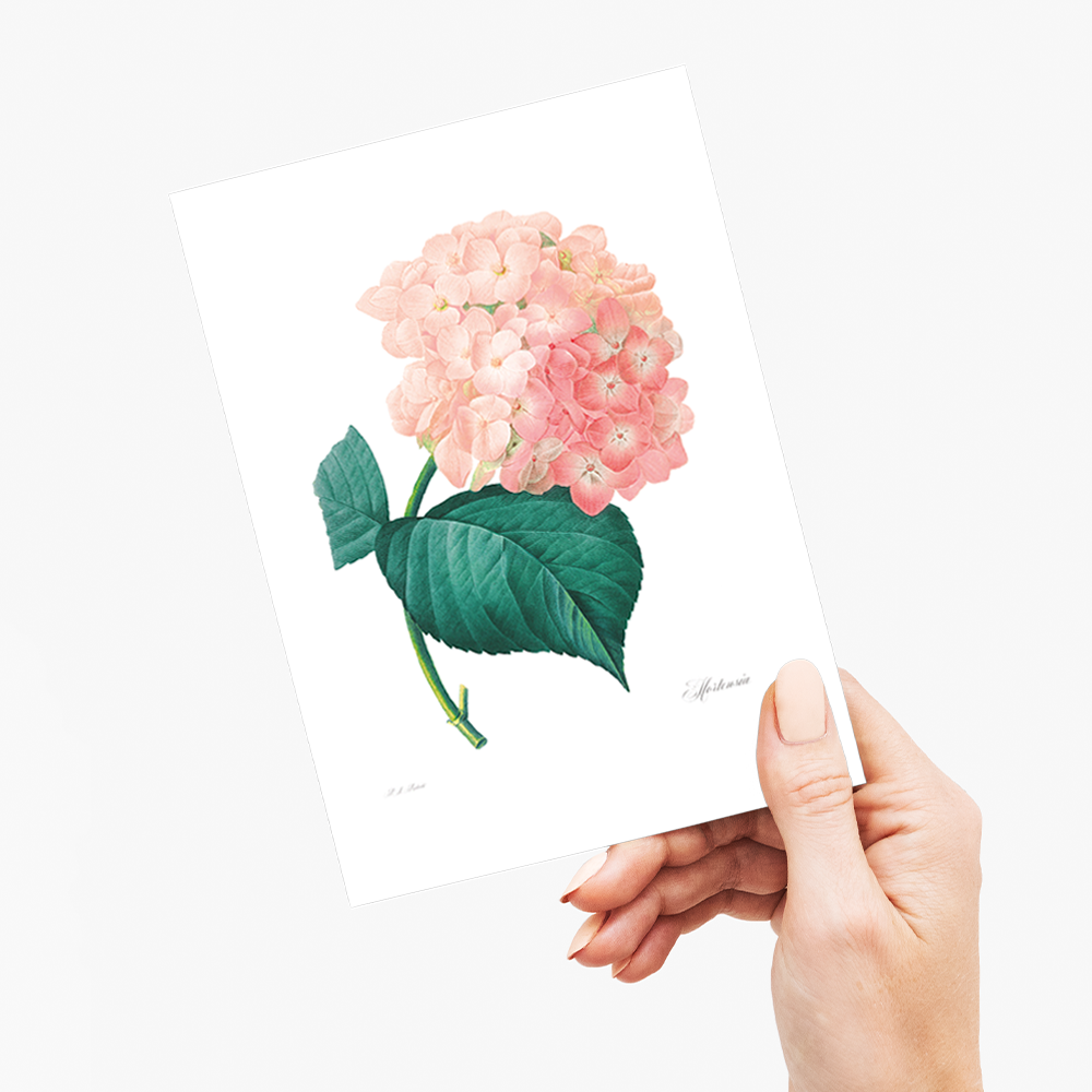 Hydrangea By Pierre-Joseph Redouté - Wenskaart