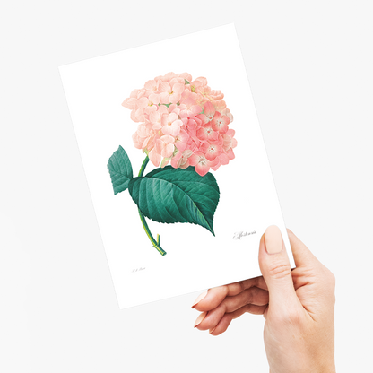 Hydrangea By Pierre-Joseph Redouté - Wenskaart
