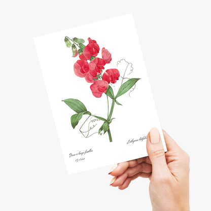 Everlasting Pea By Pierre-Joseph Redouté - Wenskaart