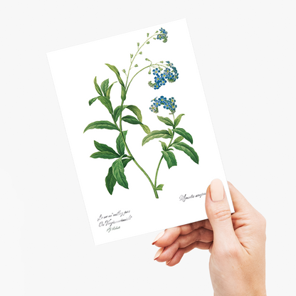 Forget Me Not Flower By Pierre-Joseph Redouté - Wenskaart