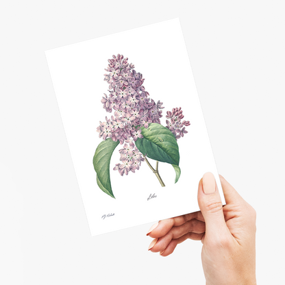 Lilac By Pierre-Joseph Redouté - Wenskaart