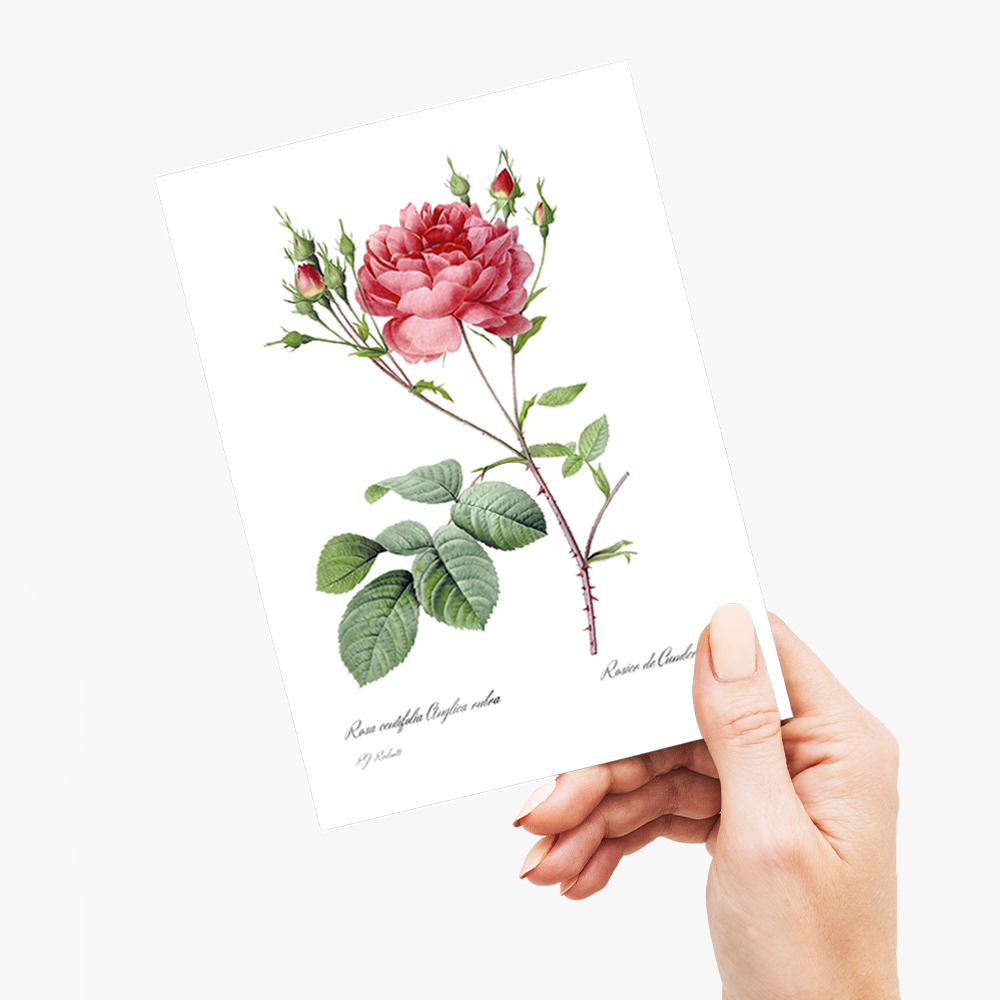 Rosa Centifolia Anglica Rubra By Pierre-Joseph Redouté - Wenskaart