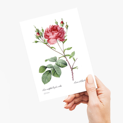 Rosa Centifolia Anglica Rubra By Pierre-Joseph Redouté - Wenskaart