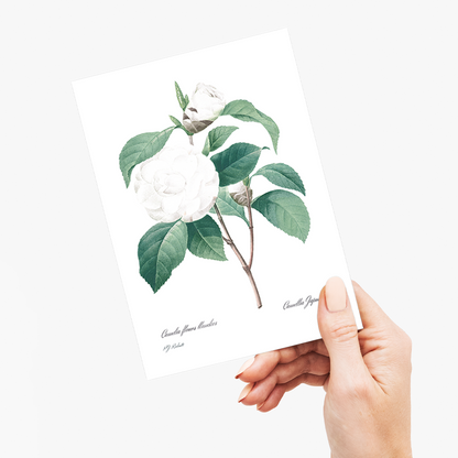 White Camellia from Choix des plus belles fleurs By Pierre-Joseph Redouté - Wenskaart