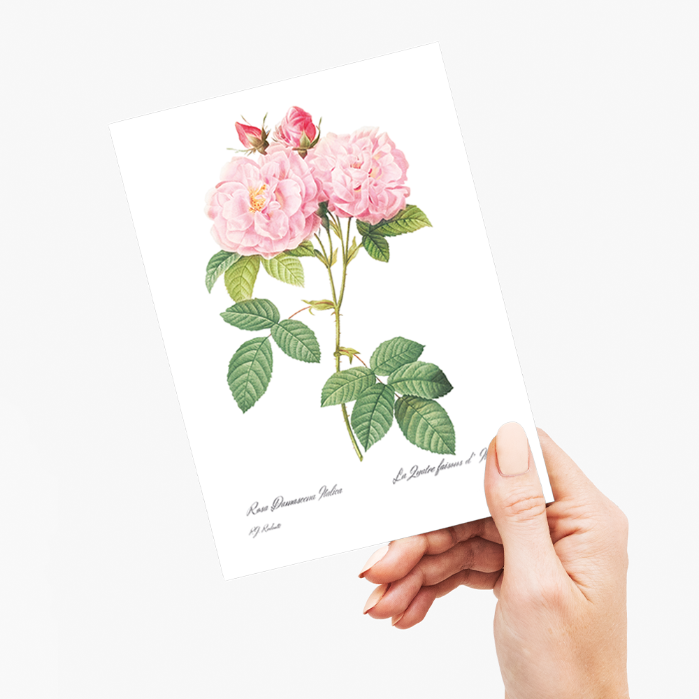 Italian Damask Rose By Pierre-Joseph Redouté - Wenskaart