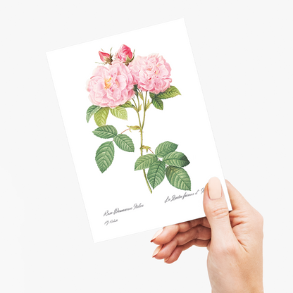 Italian Damask Rose By Pierre-Joseph Redouté - Wenskaart